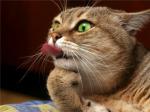 الصورة الرمزية Cute Cat